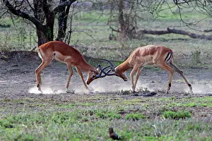 Impalas: Impalas - fighting
