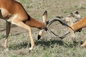 Impalas: Impalas - fighting
