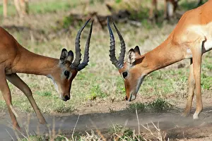 Impalas: Impalas - fighting