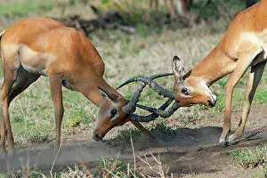 Impalas: Impalas - fighting