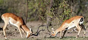 Impalas: Impalas males fighting