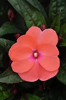 200620: Impatiens flower, variety New Guinea; popular
