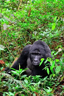 Bwindi: The impenetrable forest, world heritage site by