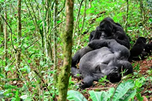 Bwindi: The impenetrable forest, world heritage site by