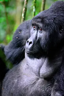Bwindi: The impenetrable forest, world heritage site by