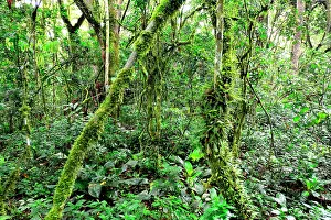 Bwindi: This Impenetrable Forest, a World Heritage Site