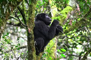 Bwindi: The impenetrable forest, world heritage site by