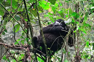 Bwindi: The impenetrable forest, world heritage site by