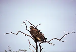 Imperial: IMPERIAL / Adalbert's EAGLE - perched in tree