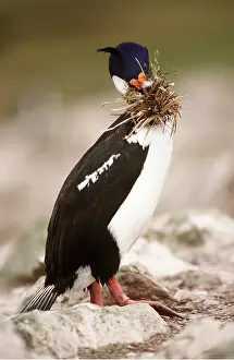 Geoff Trinder: Imperial / Blue-eyed SHAG / King Cormorant - carrying