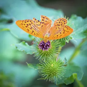 Coat: Imperial coat butterfly on a thistle