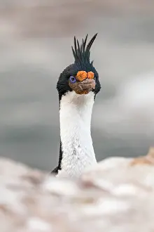 Shag: Imperial Cormorant - Falkland Islands