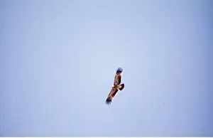Imperial: IMPERIAL EAGLE - in flight