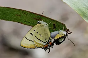 Imperial: Imperial Hairstreak Butterfly