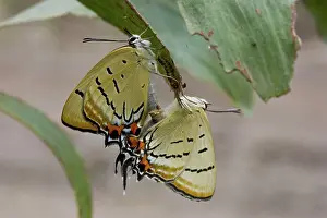 Imperial: Imperial Hairstreak Butterfly
