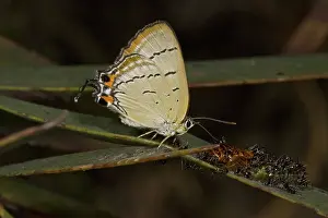Tending: Imperial Hairstreak Butterfly