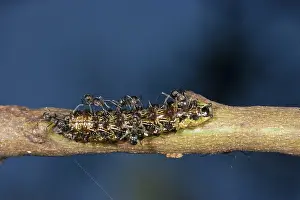 Tending: Imperial Hairstreak Butterfly