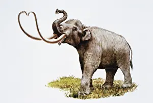 Mammoth: Imperial Mammoth