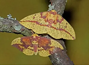 Imperial: Imperial Moth