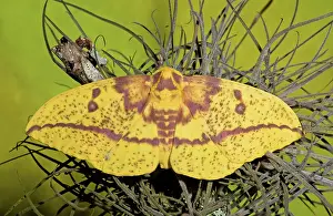 Imperial: Imperial Moth