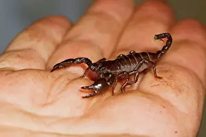 Pandinus: Imperial Scorpion - on keepers hand