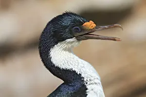Atriceps: Imperial Shag