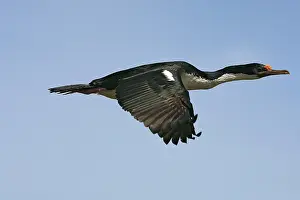 Atriceps: Imperial Shag