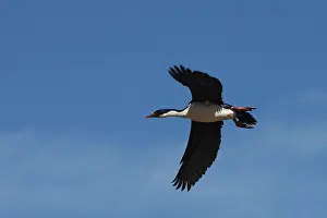 Atriceps: Imperial Shag