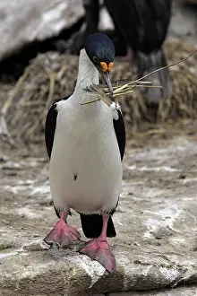 Atriceps: Imperial Shag