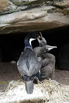 Atriceps: Imperial Shag