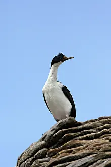 Atriceps: Imperial Shag