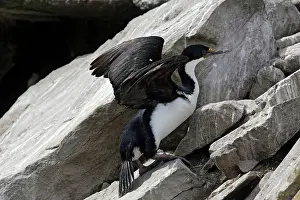 Atriceps: Imperial Shag