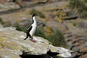 Atriceps: Imperial Shag