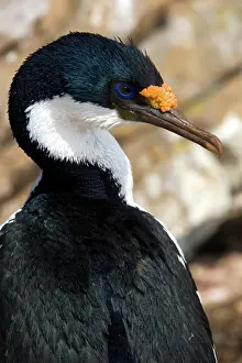 Atriceps: Imperial Shag