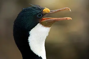 Atriceps: Imperial Shag
