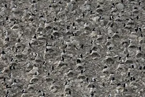 Atriceps: Imperial Shag - colony - paulet island - Antarctic