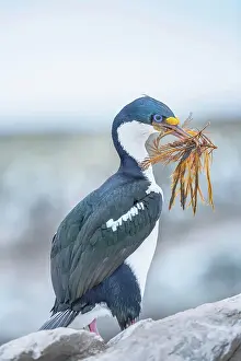 Leucocarbo: Imperial shag (Leucocarbo atriceps) carrying nesting