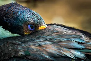 Atriceps: Imperial shag (Phalacrocorax atriceps), also, Saunders