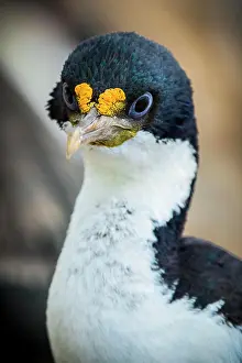 Atriceps: Imperial shag (Phalacrocorax atriceps), also, Saunders