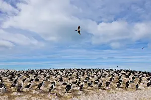 Multitude: Imperial Shag (Phalacrocorax atriceps) Patagonia