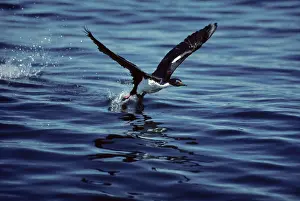 Atriceps: Imperial Shag - Taking off across water