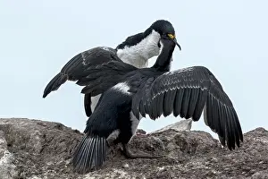 Atriceps: Imperial Shags adult feeding chick