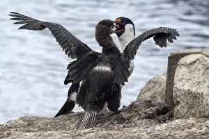Atriceps: Imperial Shags adult feeding chick