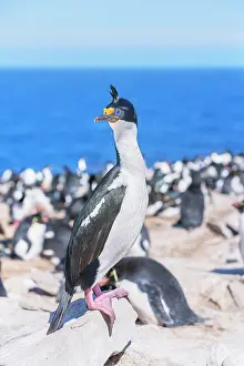 Leucocarbo: Imperial shags (Leucocarbo atriceps) colony, Sea