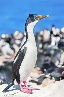 Leucocarbo: Imperial shags (Leucocarbo atriceps) colony, Sea