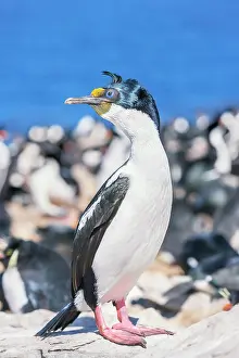 Leucocarbo: Imperial shags (Leucocarbo atriceps) colony, Sea