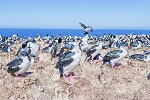 Leucocarbo: Imperial shags (Leucocarbo atriceps) colony, Sea