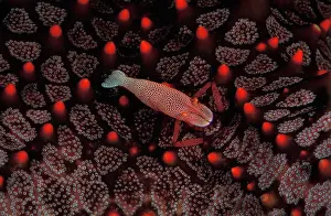 Leads: Imperial shrimp leads its entire adult life on