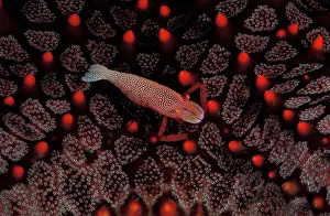 Leads: Imperial shrimp leads its entire adult life on