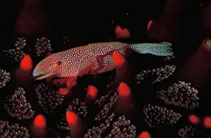 Leads: Imperial shrimp, leads its entire adult life on a sea star